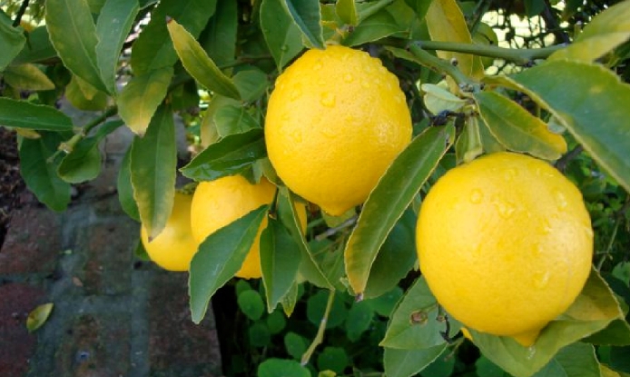 jeruk lemon california bonus di bukit madani