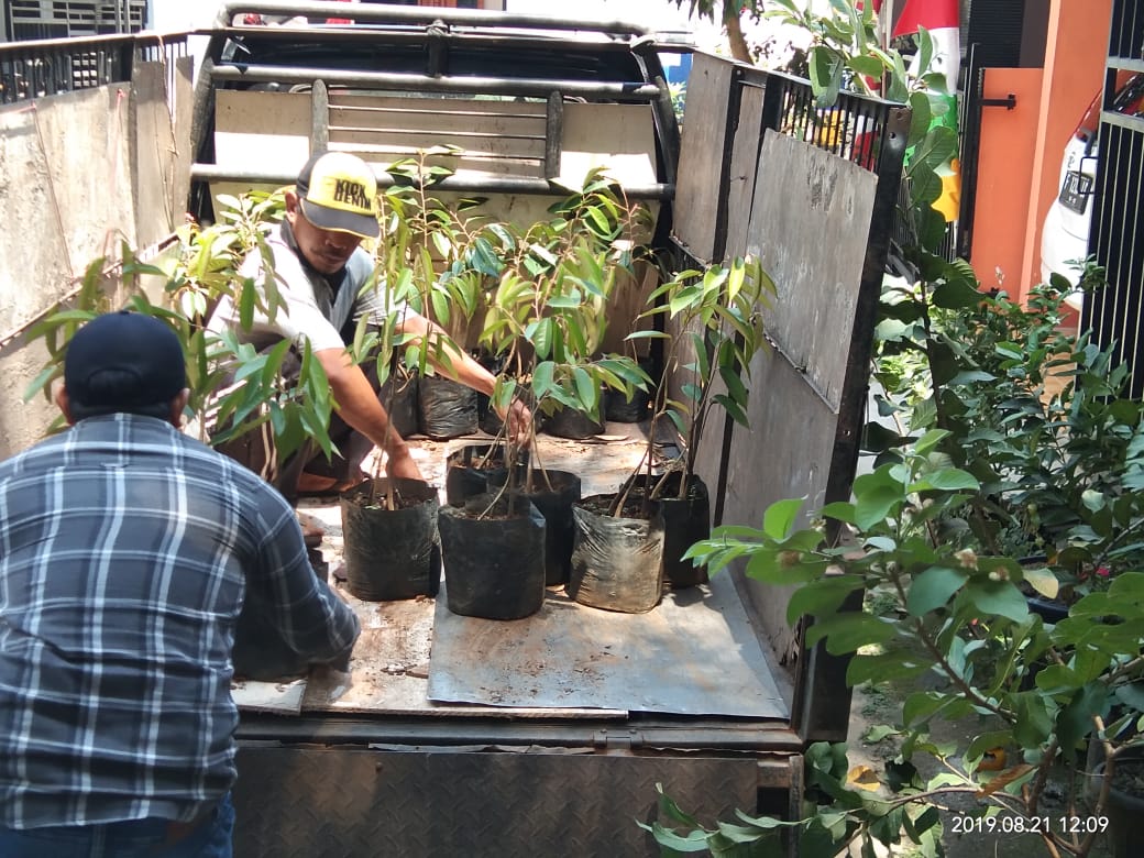 pengiriman bibit unggul durian musang king ke bogor