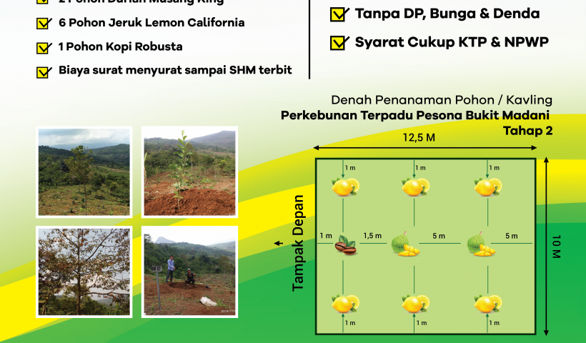kebun durian musang king di perkebunan terpadu pesona bukit madani