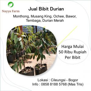 jual bibit durian bawor, monthong, musang king, duri hitam, durian merah di cileungsi