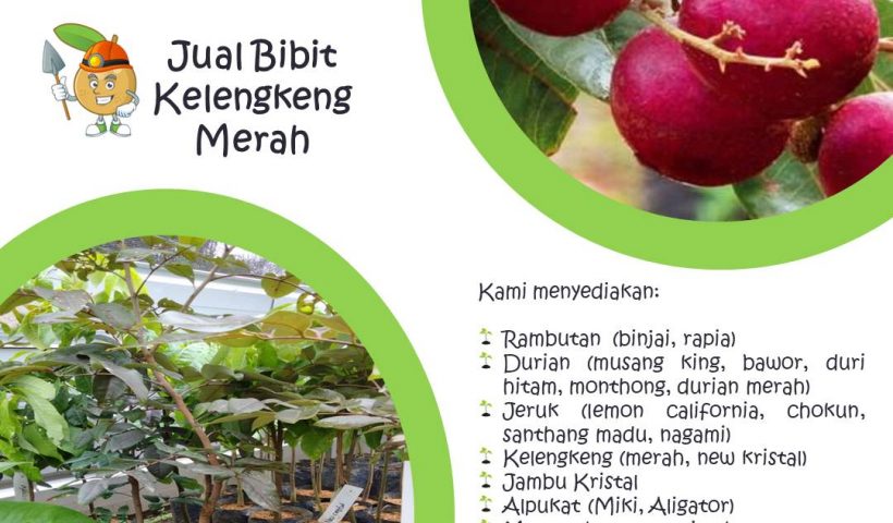 Jual Bibit Buah di Nayya Farm Cileungsi Bogor