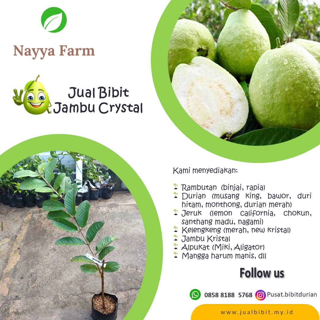 Jual Bibit Buah Jambu Crystal di Nayya Farm Cileungsi Bogor
