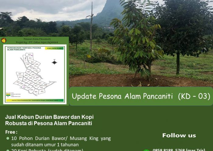 Jual Kebun Durian Bawor dan Kopi Robusta di Pesona Alam Pancaniti