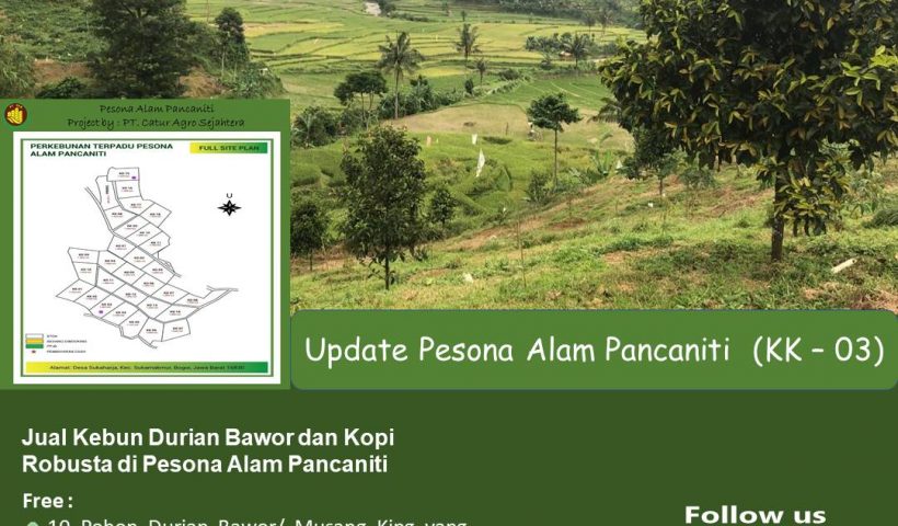 Jual Kebun Durian Bawor dan Kopi Robusta di Pesona Alam Panacaniti