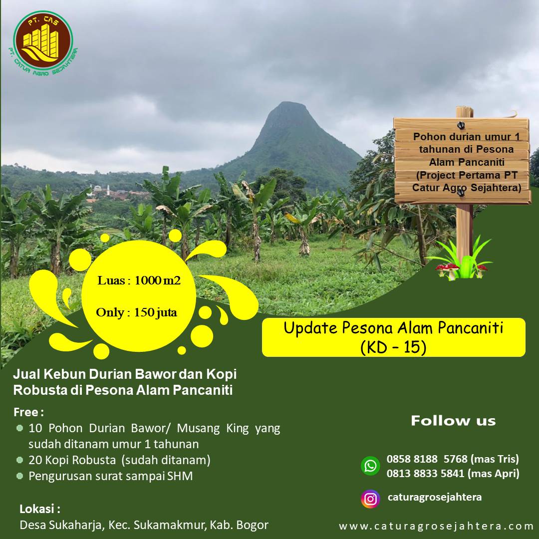 Jual Kebun Durian Musang King dan Bawor di Pesona Alam Pancaniti - Unit Nomor KD15 di Kebun Durian Puncak Dua