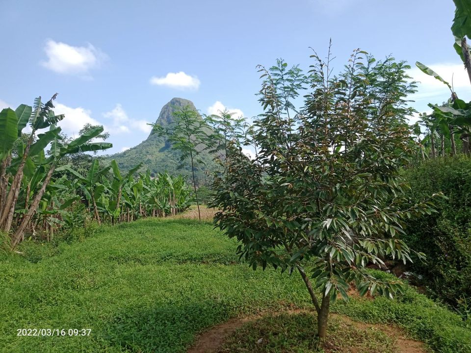 kebun durian bawor dan musang king pesona alam pancaniti puncak dua